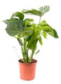 Monstera Deliciosa Ø12 cm 